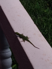 Anolis evermanni