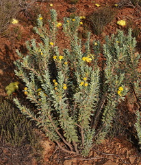 Euryops lateriflorus