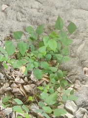 Rhynchosia precatoria