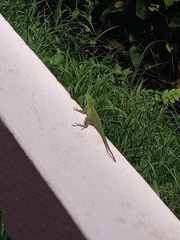 Anolis evermanni