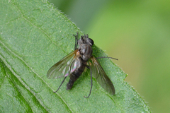 Symphoromyia