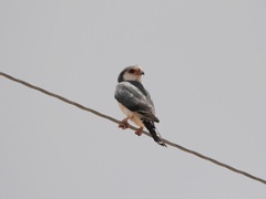 Polihierax semitorquatus