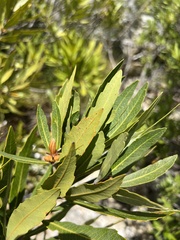 Brabejum stellatifolium