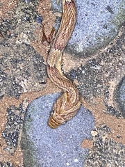 Trimorphodon paucimaculatus