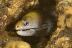 Gymnothorax rueppelliae
