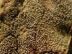 Ramularia rubella