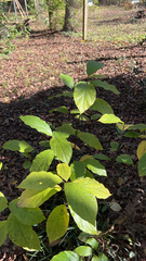 Calycanthus floridus
