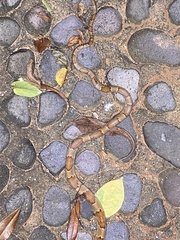 Trimorphodon paucimaculatus