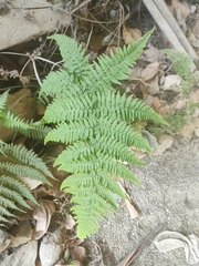 Macrothelypteris torresiana