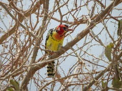Trachyphonus erythrocephalus