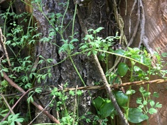 Fumaria