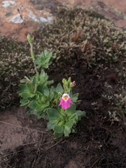 Craterostigma wilmsii