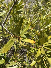 Brabejum stellatifolium