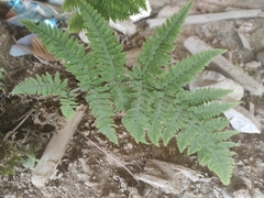 Macrothelypteris torresiana