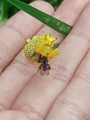 Epicadus heterogaster