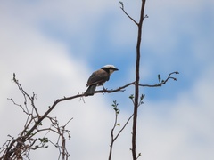 Eurocephalus ruppelli