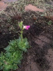 Craterostigma wilmsii