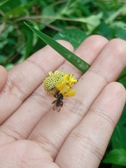 Epicadus heterogaster