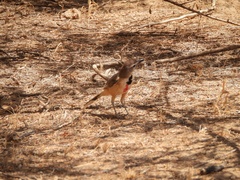 Rhodophoneus cruentus