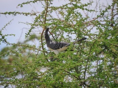 Corythaixoides leucogaster