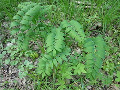 Polygonatum multiflorum