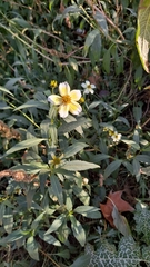Bidens aurea