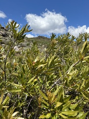 Brabejum stellatifolium