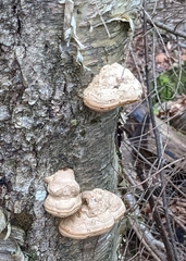 Fomes fomentarius
