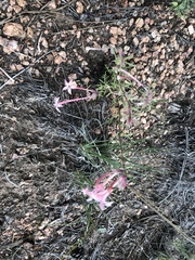 Ipomopsis aggregata collina