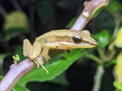 Indosylvirana