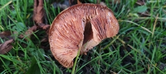 Lactarius deliciosus