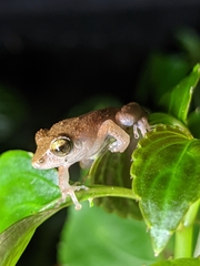 Pseudophilautus wynaadensis