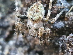 Pararaneus