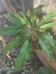 Mangifera indica