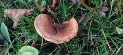Lactarius deliciosus