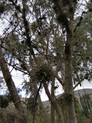 Tillandsia recurvata