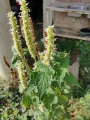 Agastache scrophulariifolia