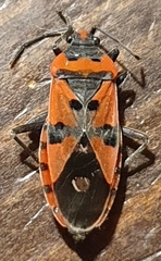 Lygaeus equestris