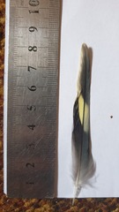 Melopsittacus undulatus domesticus