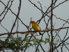 Ploceus castaneiceps