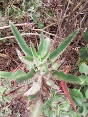 Bryophyllum