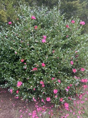 Camellia sasanqua