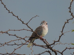 Streptopelia decipiens
