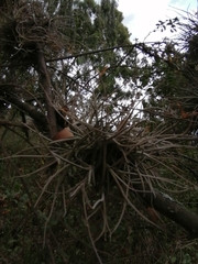 Tillandsia recurvata