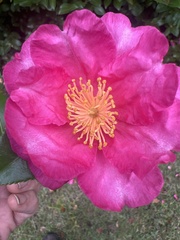 Camellia sasanqua