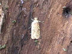 Agonopterix heracliana