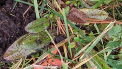 Pilosella caespitosa