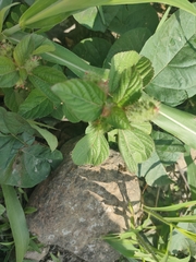 Acalypha alopecuroidea