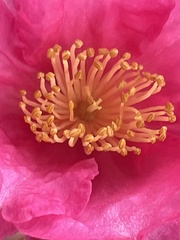 Camellia sasanqua