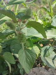 Acalypha alopecuroidea